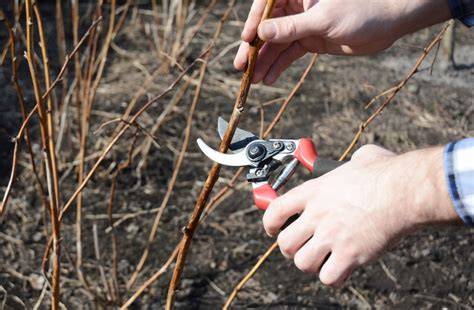 Outils de taille pour framboisier