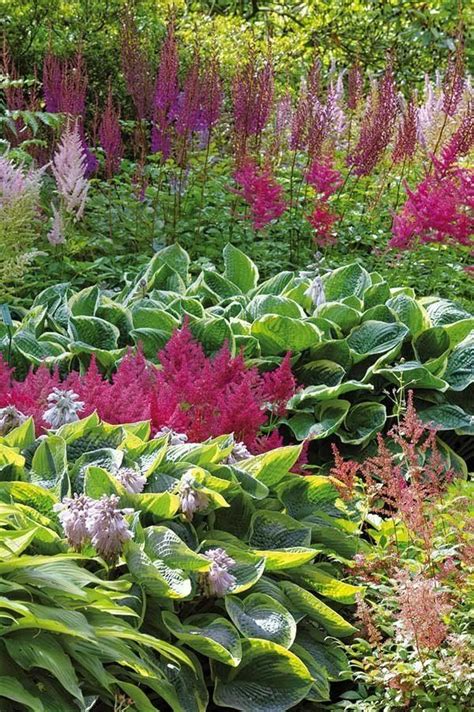Massif de Phormiums et Hostas