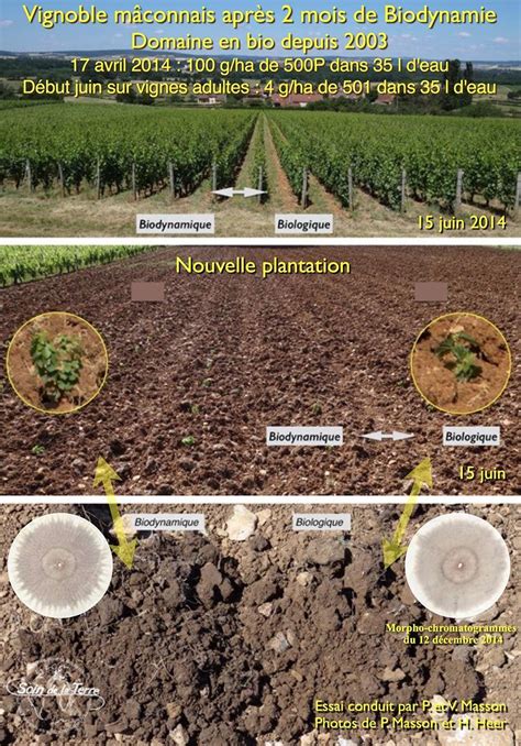 Vignoble en biodynamie