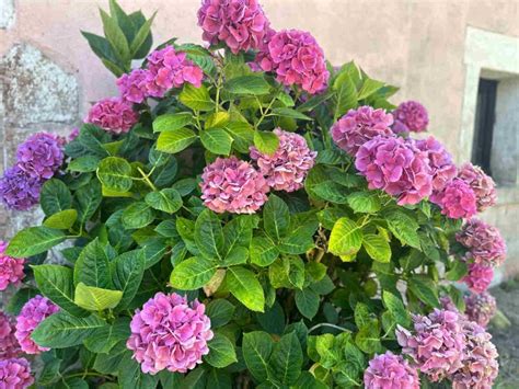 Origine et voyage de l'Hortensia