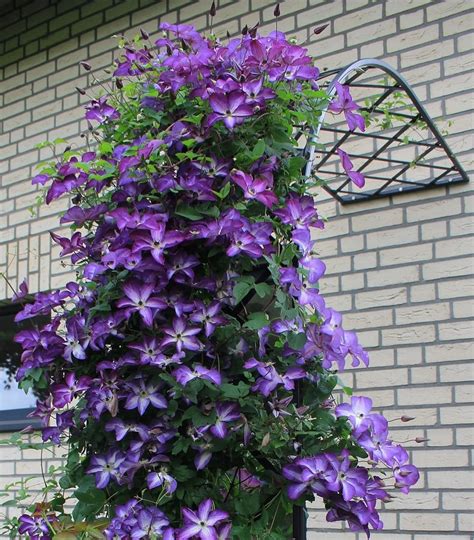 Clématite en pleine floraison sur un treillis