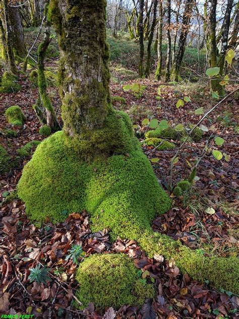 Mousse épaisse au pied d'un pommier