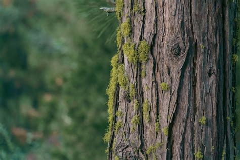 Image d'un tronc d'arbre chaulé pour prévenir la mousse