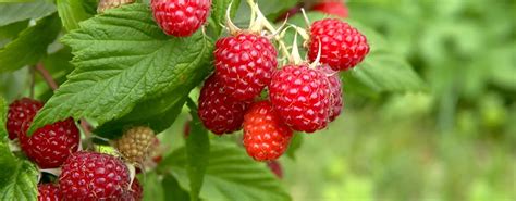 variétés de framboises