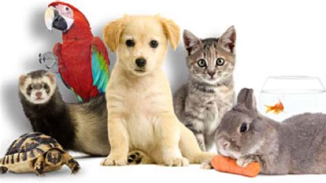 Diversité des Nouveaux Animaux de Compagnie (NAC)