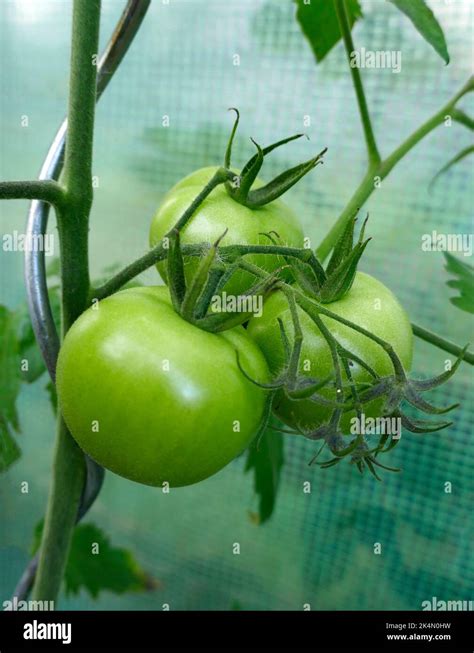 Tomates Montfavet mûres sur une plante