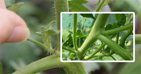 Illustration montrant où tailler les gourmands sur une plante de tomate