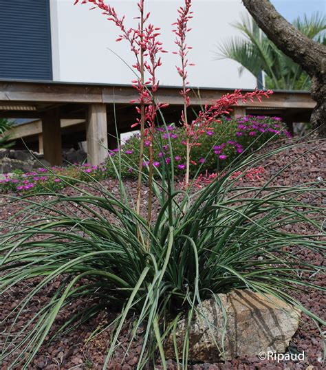 Hesperaloe parviflora en pleine floraison