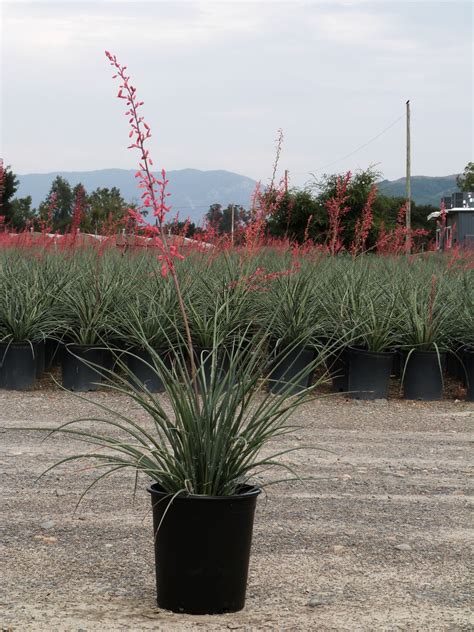 Détail des fleurs rouges tubulaires du Hesperaloe parviflora