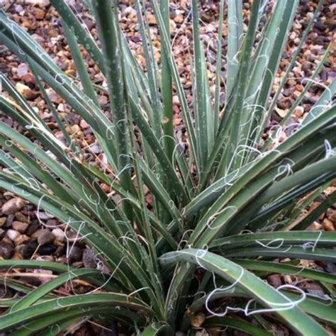 Hesperaloe parviflora utilisé dans un jardin de rocaille