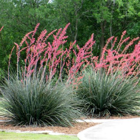 Vue d'ensemble d'un jardin paysager intégrant du Hesperaloe parviflora