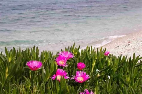 Tapis de carpobrotus en fleurs roses sur un rivage