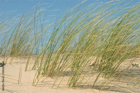 Oyat des dunes et autres plantes côtières