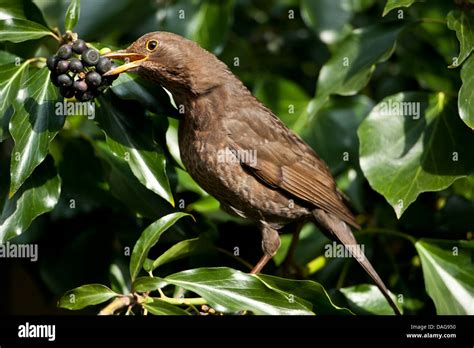 oiseau se nourrissant de baies de lierre