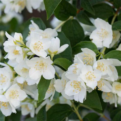 Illustration botanique du Philadelphus coronarius montrant ses fleurs blanches typiques et son feuillage opposé