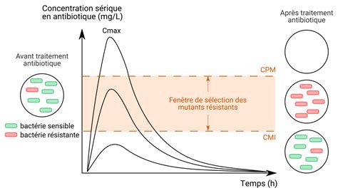 Schéma montrant l'évolution de la concentration en juglone selon l'âge du noyer