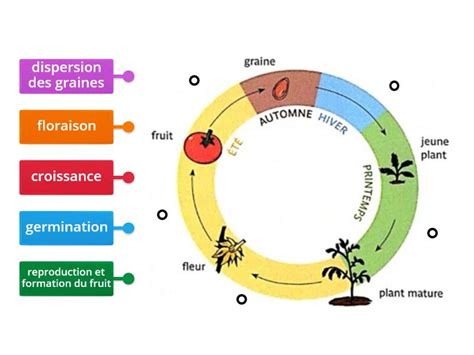 Schéma illustrant le cycle de vie d'une plante à autofloraison et les besoins nutritionnels par phase