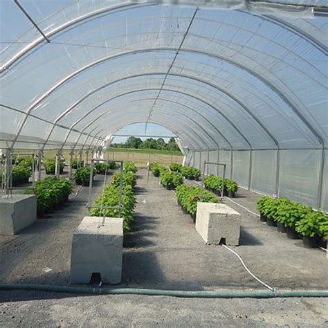 Vue d'ensemble d'une plantation moderne de framboises sous serres tunnels
