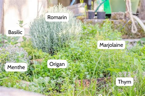 Portrait de Christophe Bernard dans son jardin de plantes médicinales
