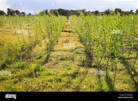 Plantation de saules cultivés pour la production de brins