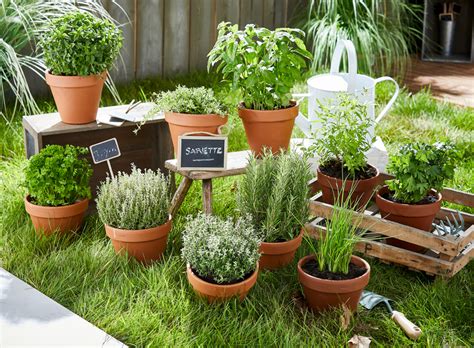 Plantes aromatiques variées en pot