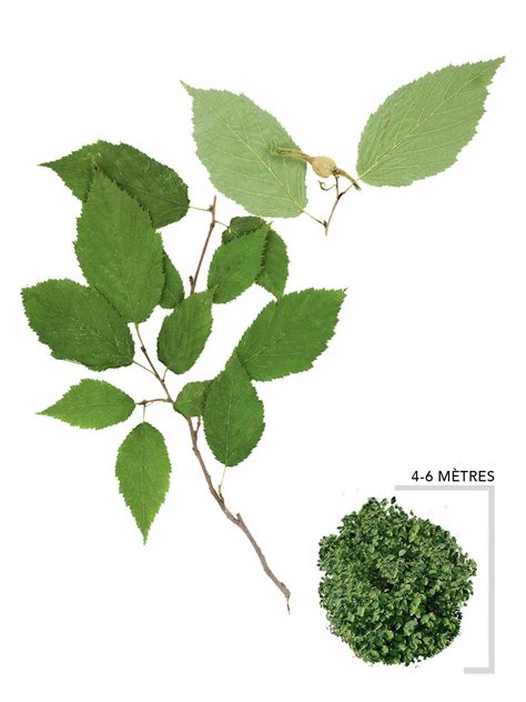 Illustration d'une branche de noisetier à long bec dans son environnement naturel au Québec