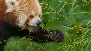 Badianier de Chine dans son environnement naturel