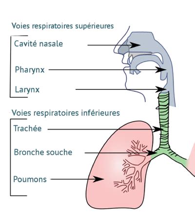 Infographie montrant les voies respiratoires et l'action du lierre