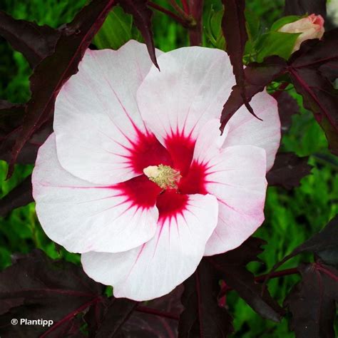 Illustration d'un Hibiscus moscheutos en pleine floraison estivale près d'un bassin de jardin