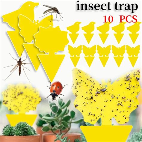 Infographie montrant le positionnement idéal des pièges collants jaunes dans un pot de plante d'intérieur