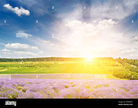Illustration d'un champ de fenouil sous un soleil éclatant