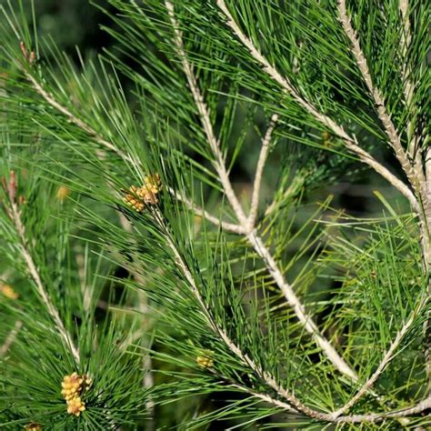 Illustration montrant l'utilisation des haubans sur une branche de pin