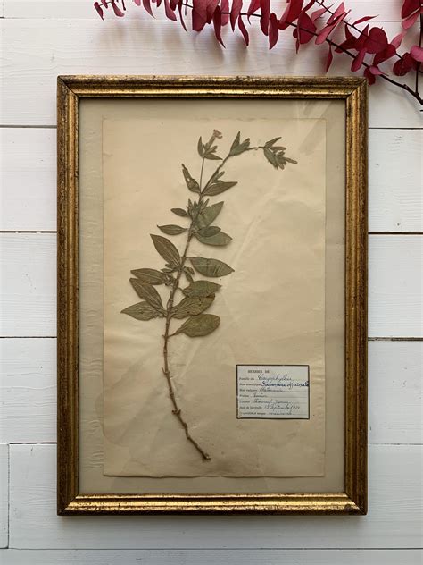 Herbier ancien
