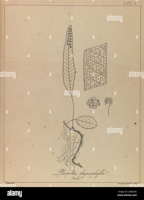 Illustration botanique montrant les lobes caractéristiques d'une feuille de figuier adulte et une coupe transversale d'un sycone