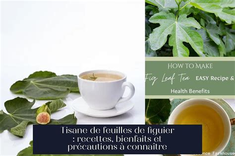 Infographie présentant les étapes de préparation d'une tisane de feuilles de figuier et les précautions de manipulation