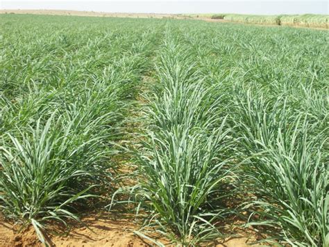 Utilisation d'un désherbeur dans une plantation de canne à sucre
