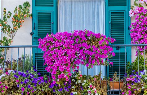 Pélargoniums en fleur sur un balcon ensoleillé