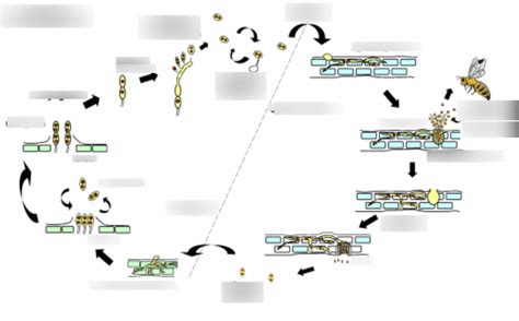 Schéma illustrant le cycle de vie de la rouille sur feuille de pélargonium