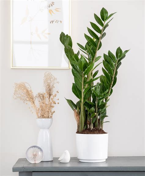 Illustration montrant une Sansevieria et un Zamioculcas côte à côte