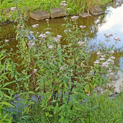 Photographie botanique d'Eupatorium cannabinum en milieu humide