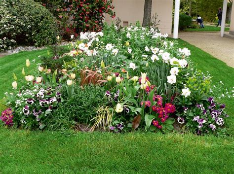 Massif fleuri d'impatiens multicolores en sous-bois