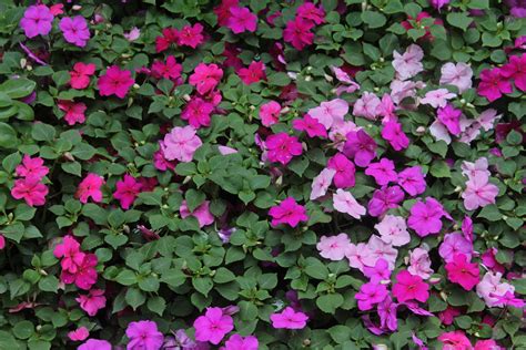 Comparaison visuelle entre Impatiens walleriana et Impatiens hawkeri