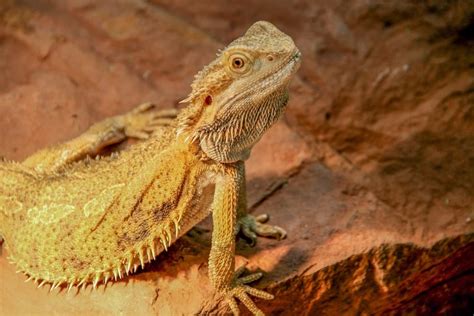 Pogona vitticeps dans son habitat naturel