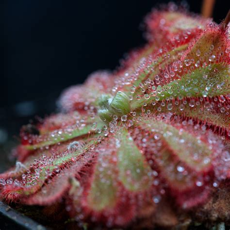 Rosette de Drosera aliciae avec ses gouttelettes de mucilage caractéristiques