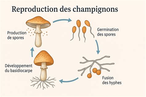 Schéma explicatif de la reproduction des semences anciennes dans le respect de la biodiversité