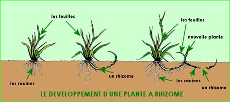 Schéma explicatif montrant la différence entre un rhizome et un bulbe d'iris