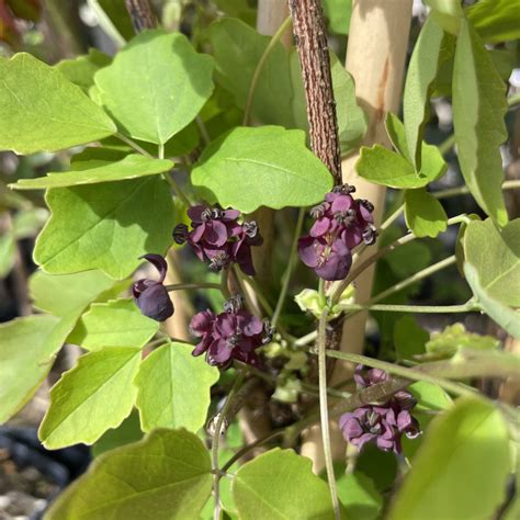 Akebia trifoliata grimpant sur une pergola