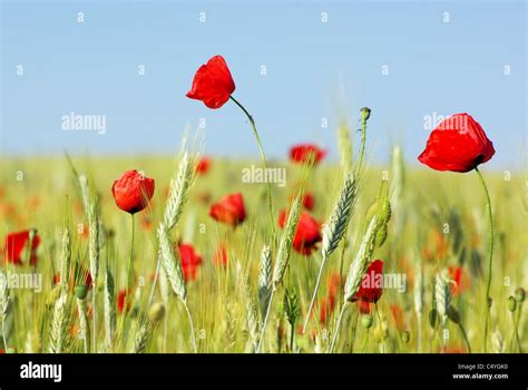 Coquelicots dans un champ de blé, symboles de diversité et de vie