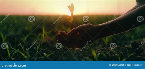 une image symbolique montrant des mains semant des graines dans un sol fertile au lever du soleil