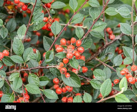 Gros plan sur les baies rouges et le feuillage vert brillant du Cotoneaster